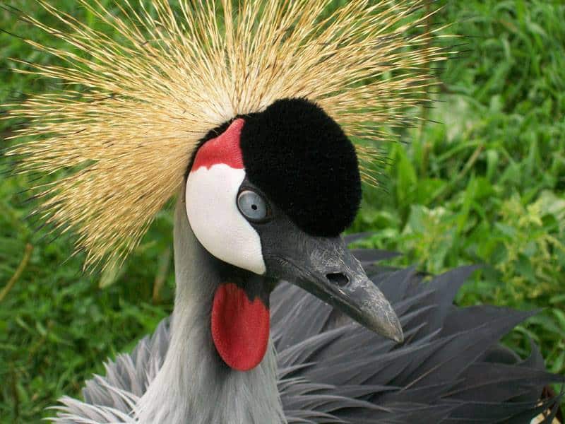 Vogelpark De Lorkeershoeve