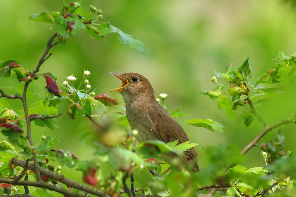 nightingales
