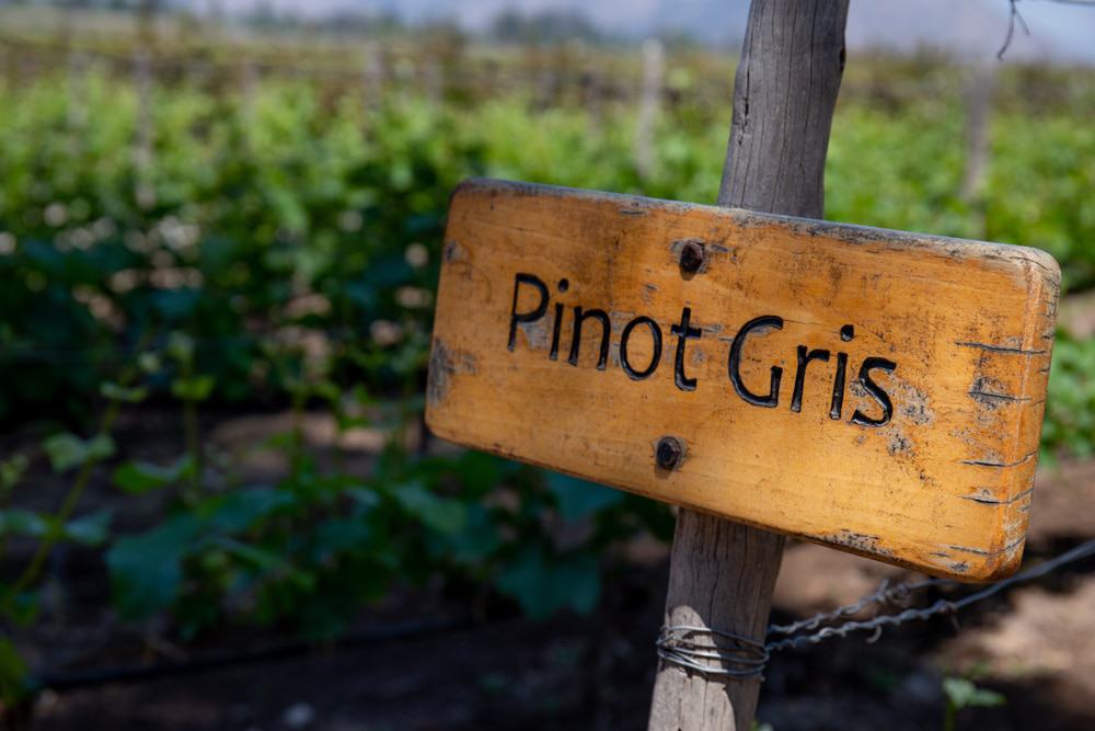 Pinot-Gris