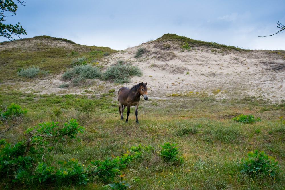 Nordholländisches Dünenreservat