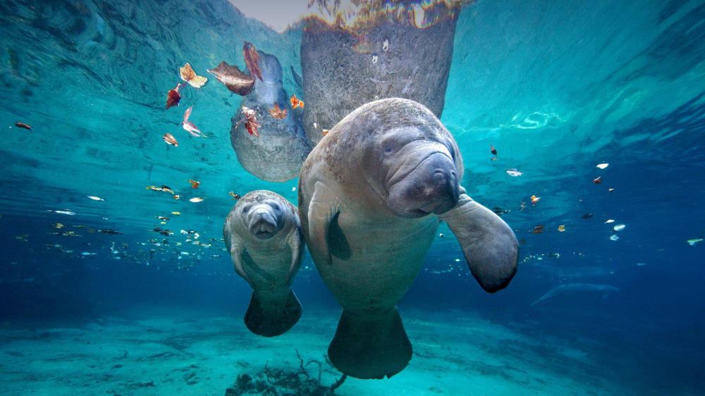 Manatees
