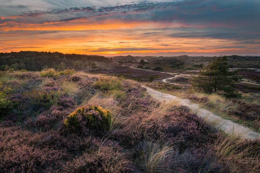 Schoorlse Duinen