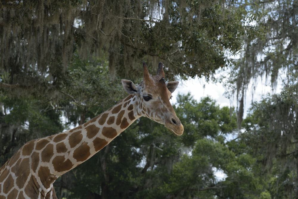 Giraffe Ranch