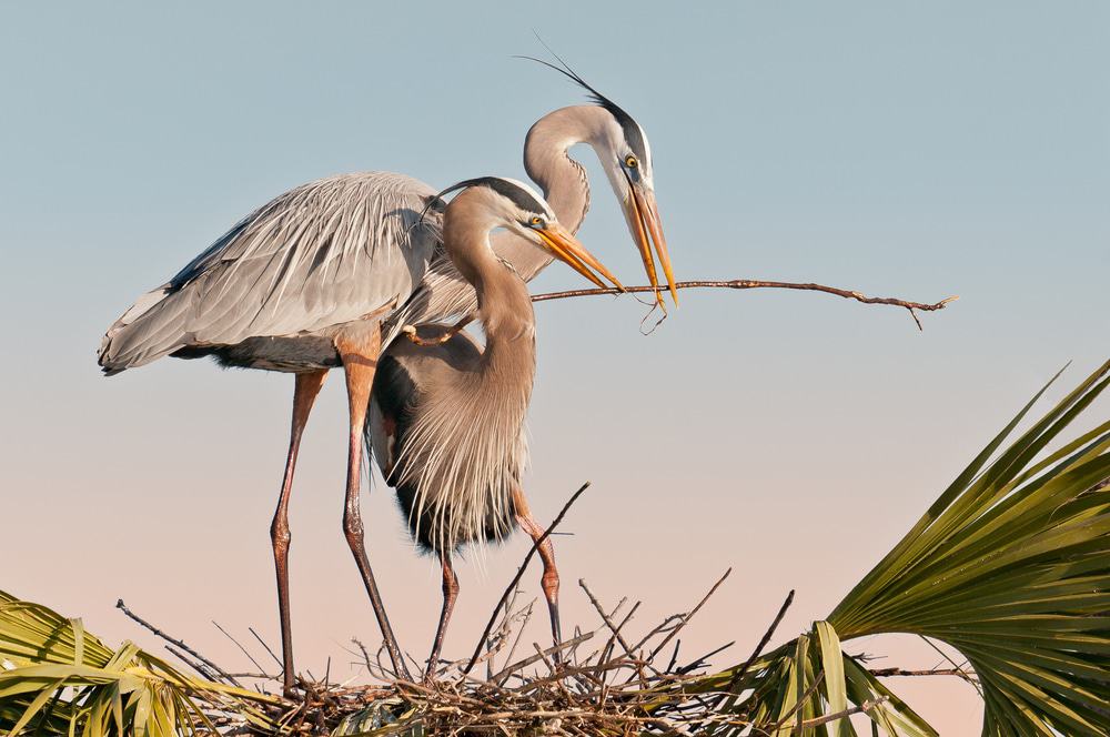 Viera Wetlands