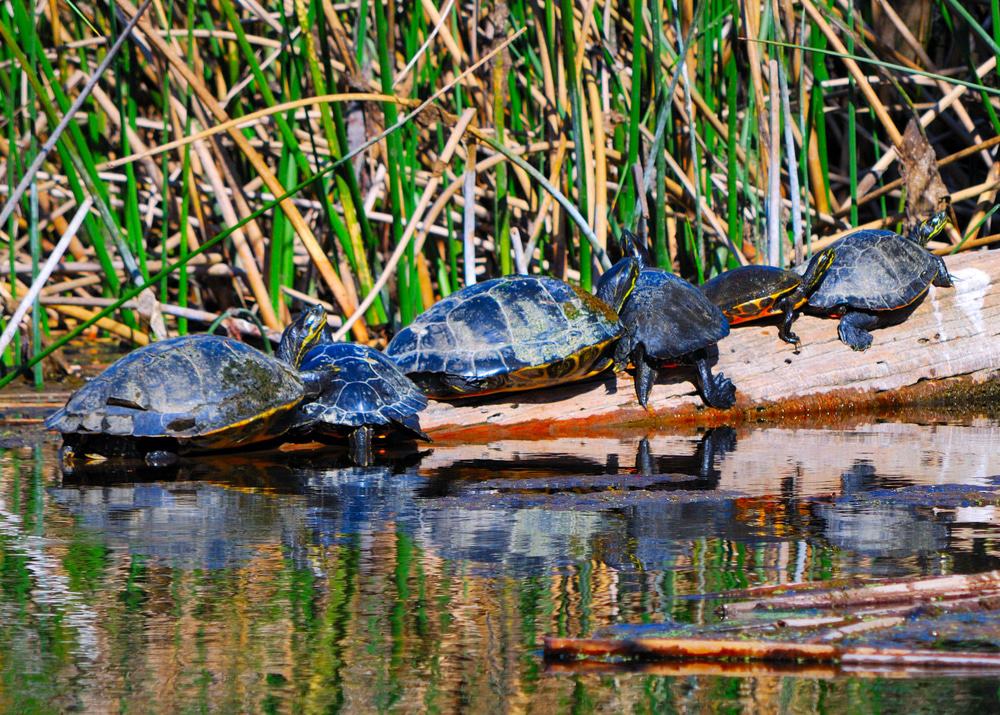 Suwannee River State Park