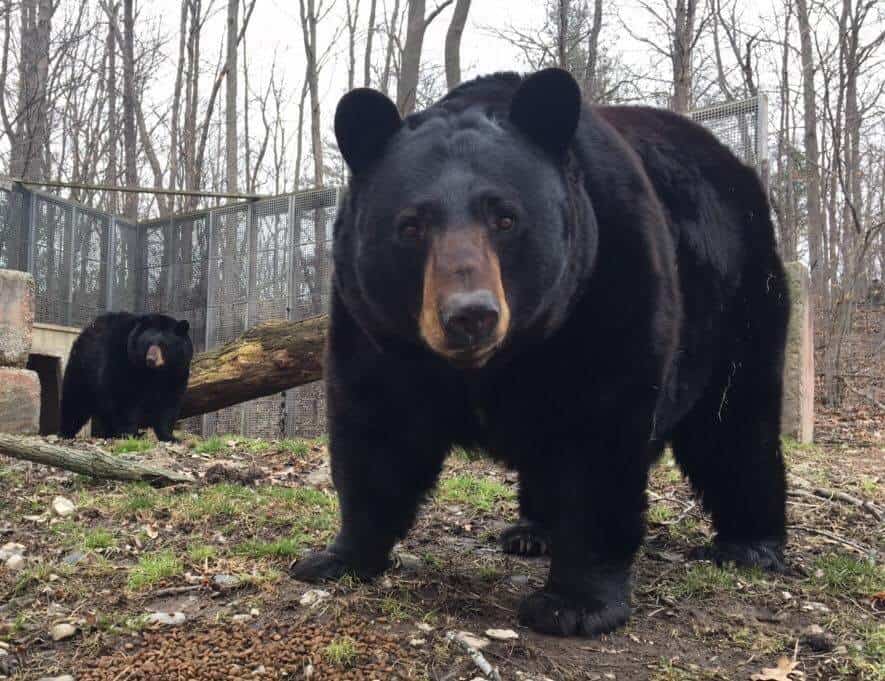 Twin Valley Zoo