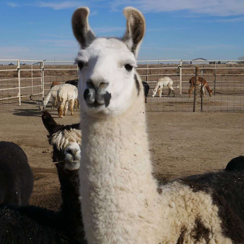 Gentle Spirit Alpaca Farm