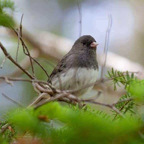 Josephine Newman Sanctuary