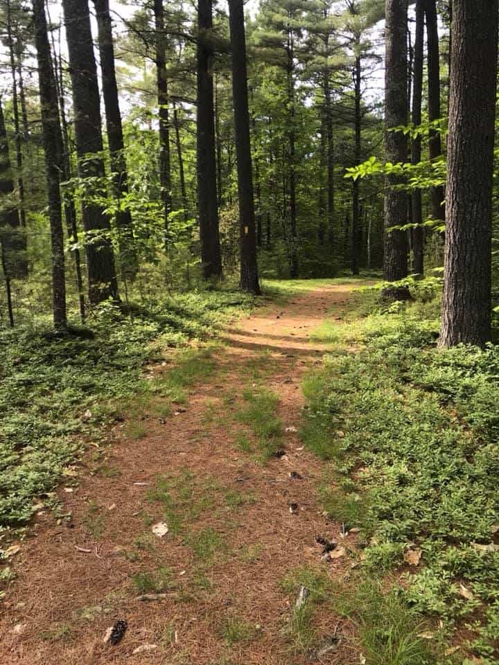 Libby Hill Forest Trails