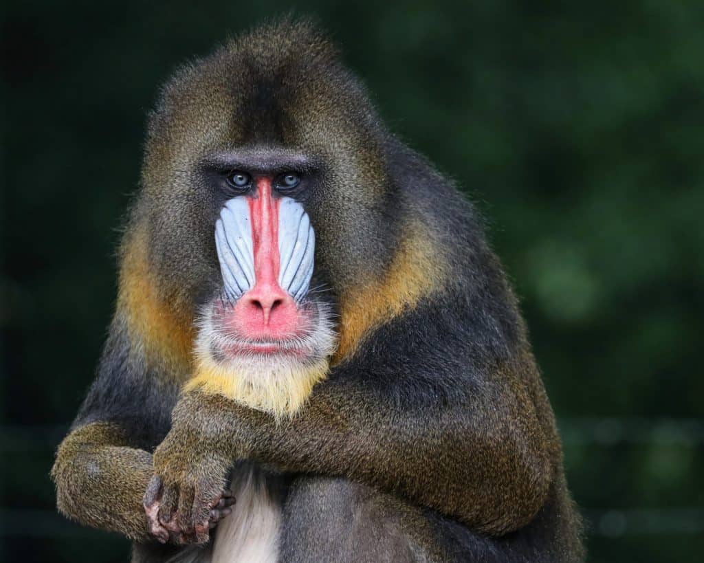 Ouwehands Dierenpark