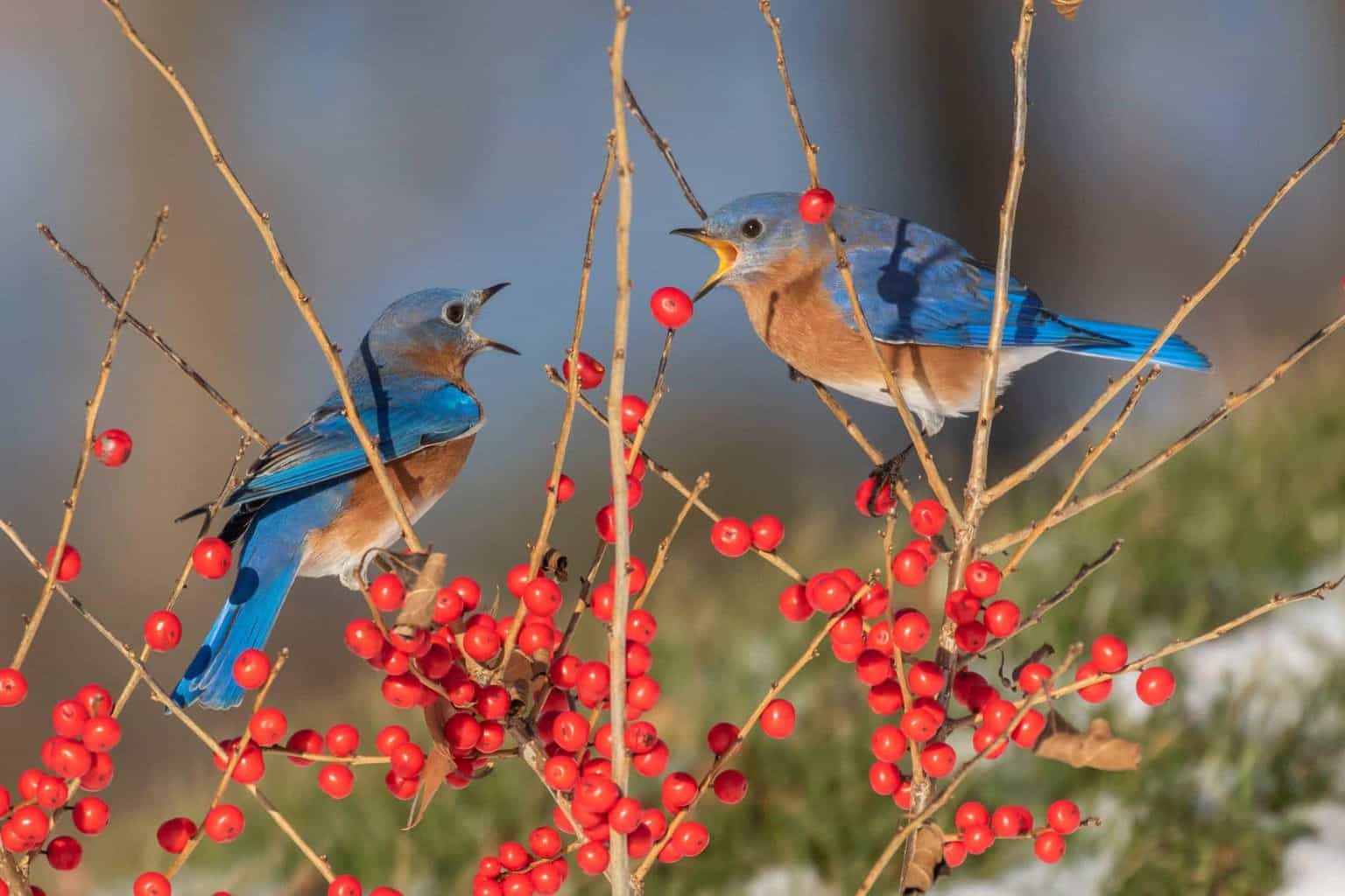 Rachel Carson National Wildlife Refuge