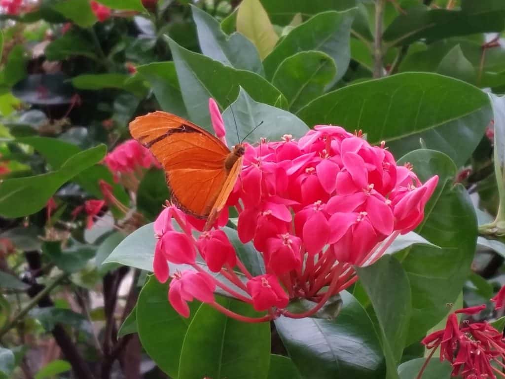Western Colorado Botanical Gardens