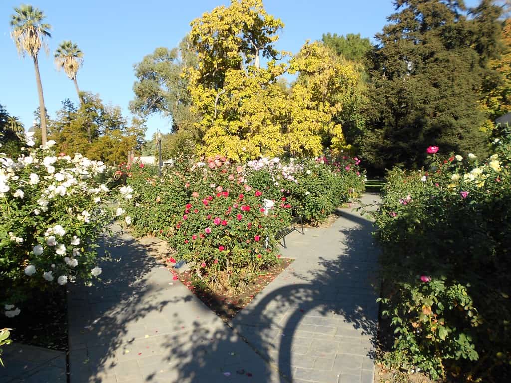 World Peace Rose Garden