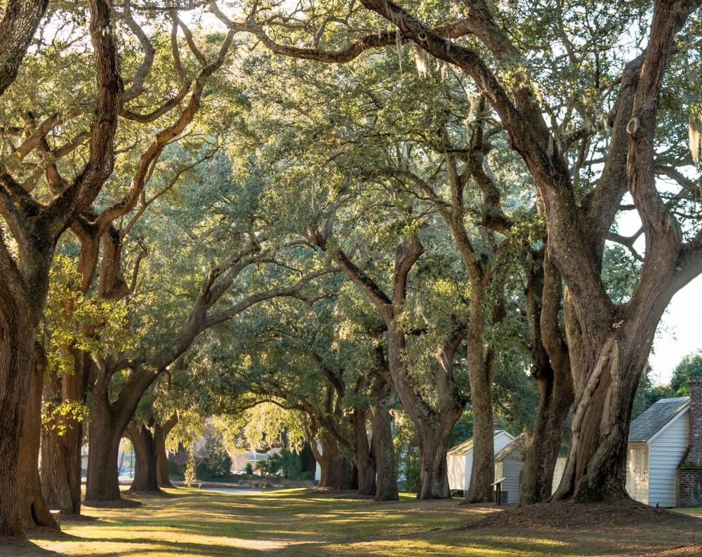 McLeod Plantation Historic Site