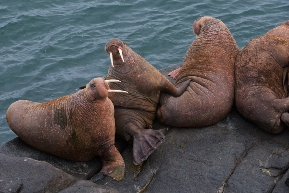 Walrus Islands State Game Sanctuary