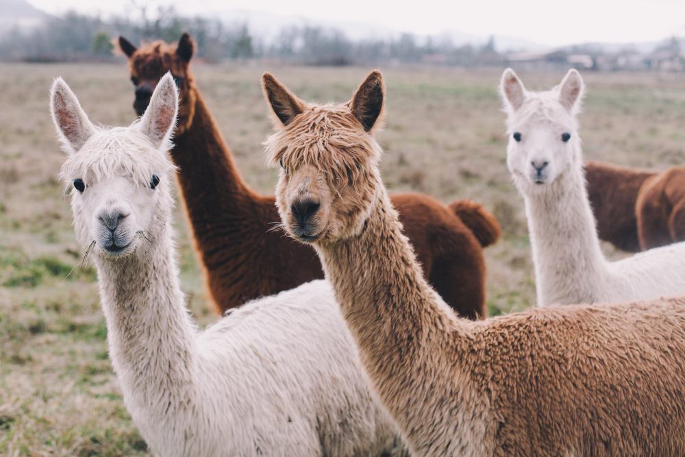 Carrageen Suri Alpacas