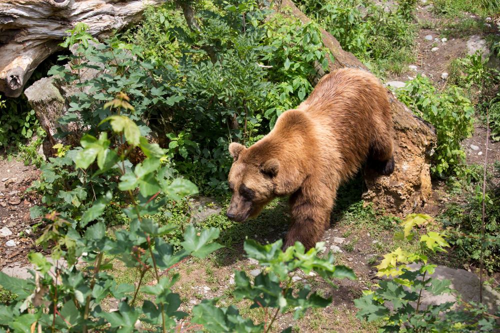 Alpine Zoo, Innsbruck