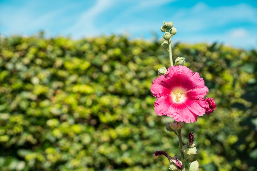 Heemtuin de Meulenwerf