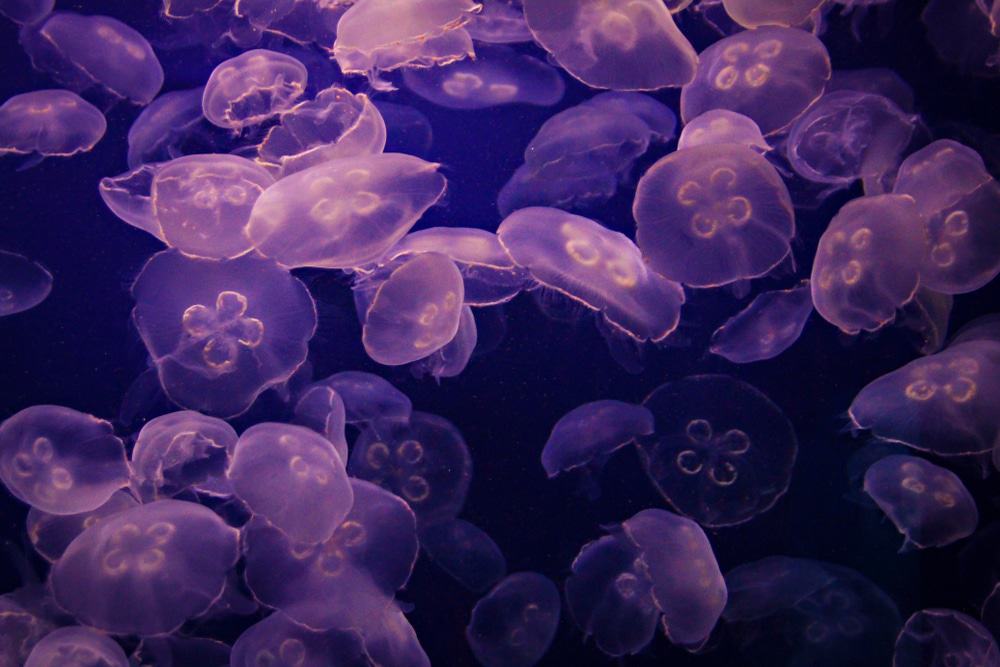 Downtown Aquarium, Denver