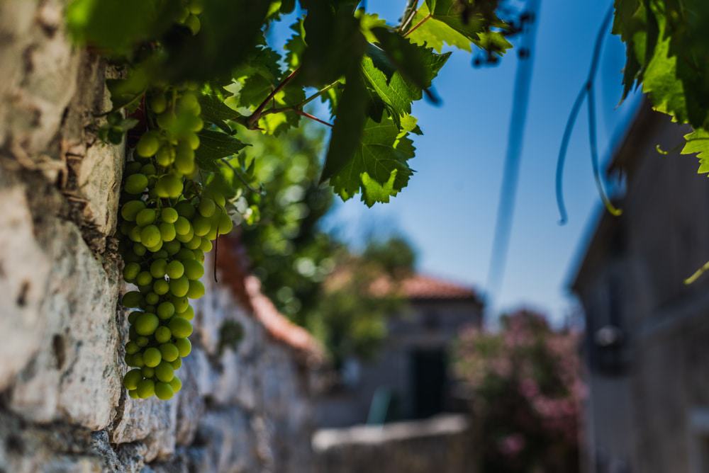 Guided Wine Class