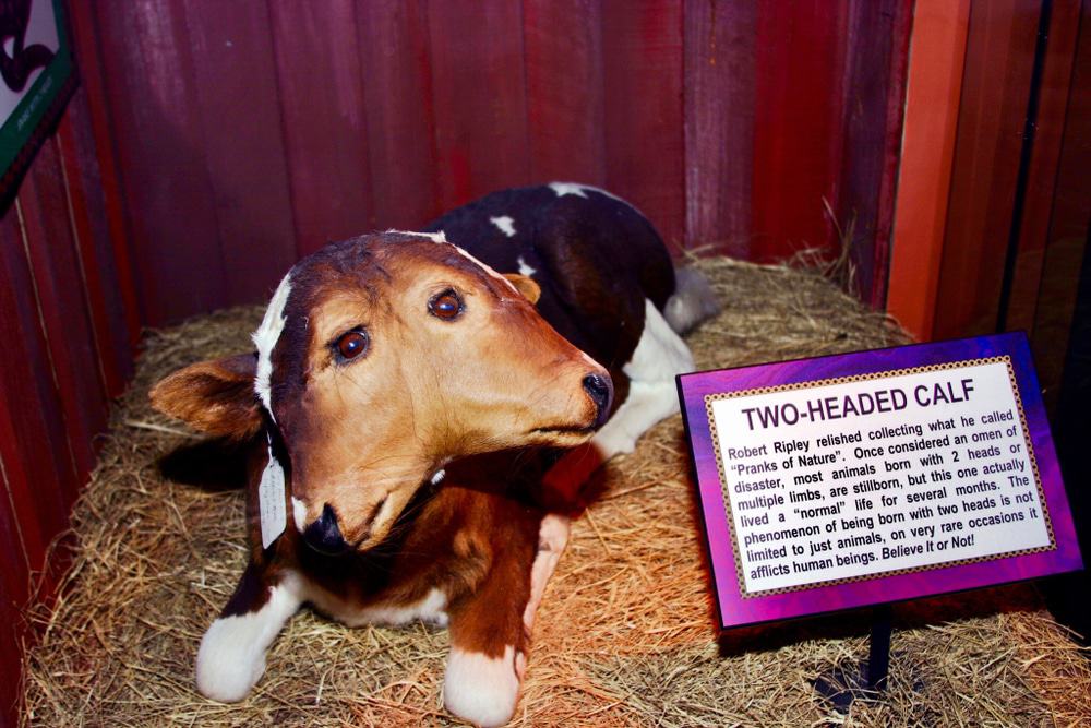 Ripley's Believe It Or Not, San Antonio
