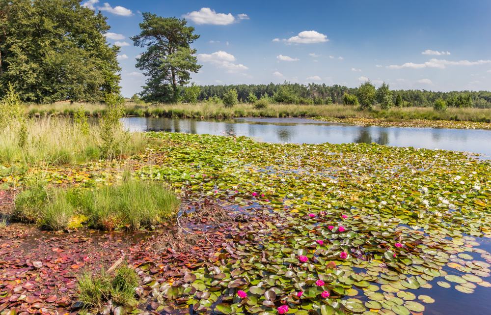Dwingelderveld National Park