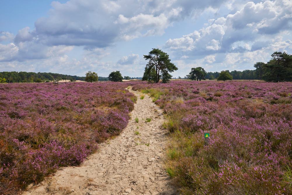 National Park De Loonse en Drunense Duinen