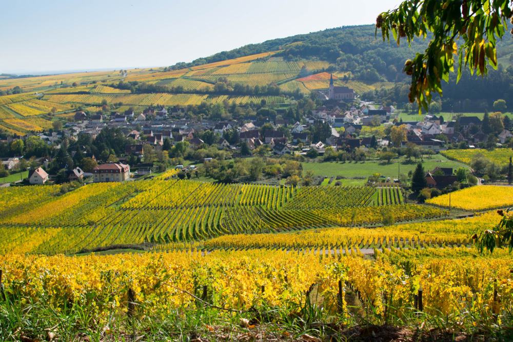 Mittelbergheim Vineyard