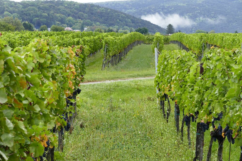Vineyard, Vienna Woods