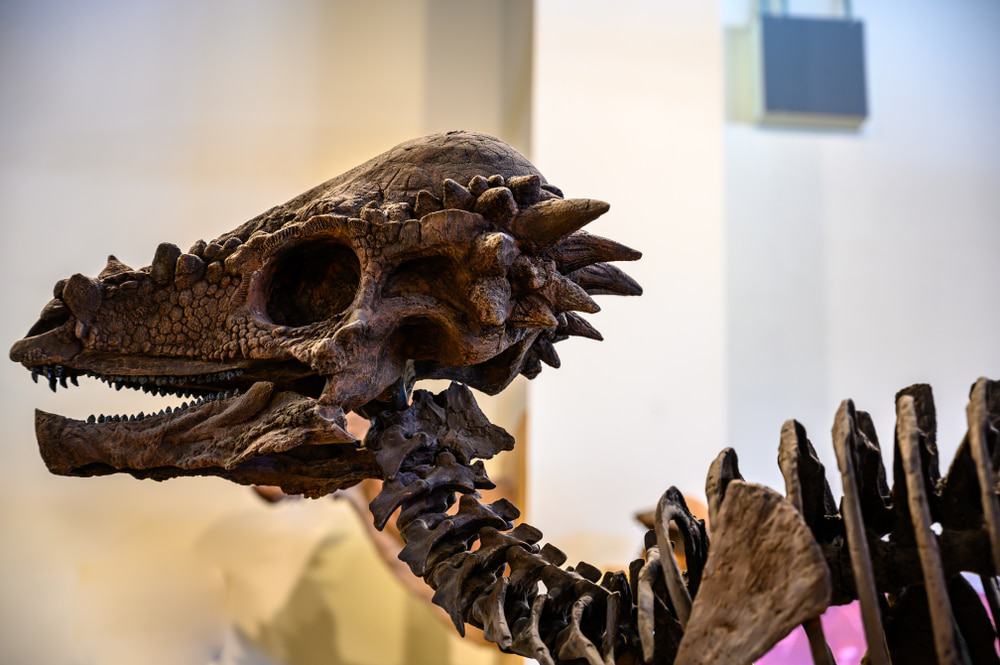 Rocky Mountain Dinosaur Resource Center