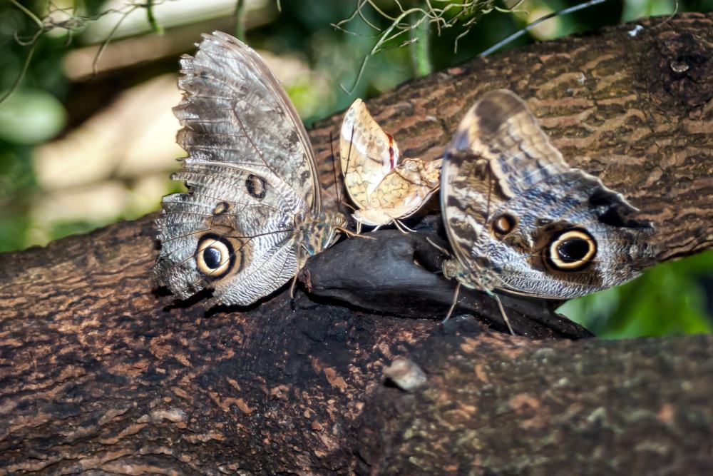 Butterfly Pavilion and Insectarium