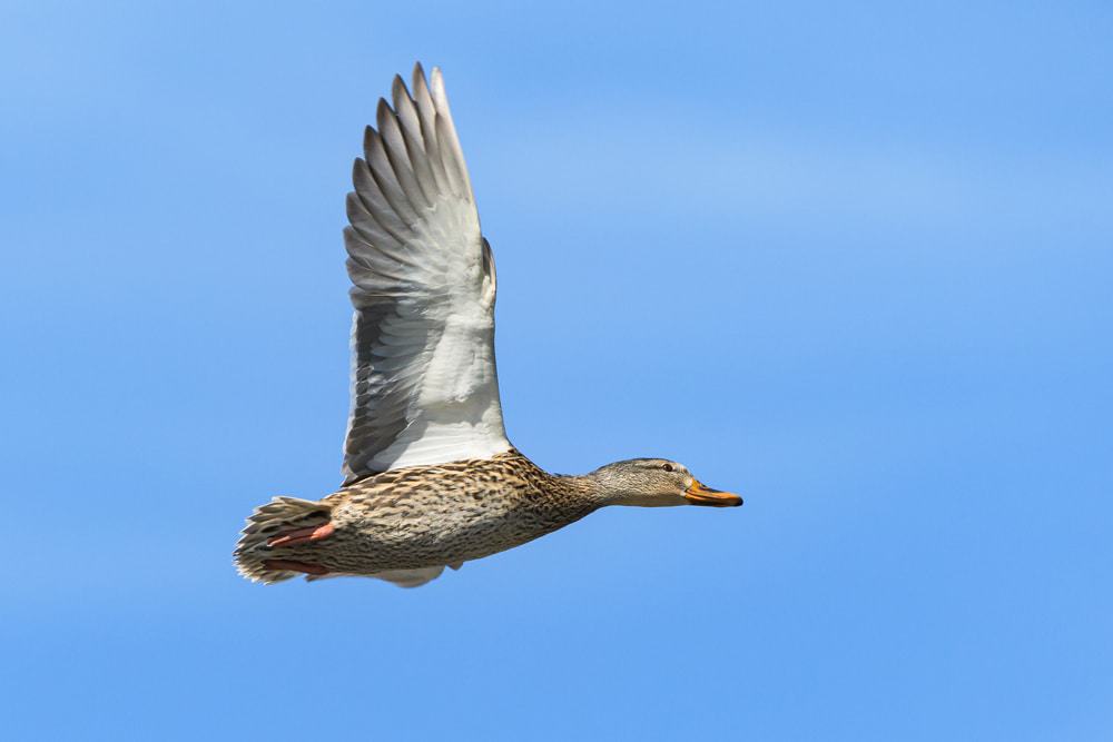 Common Waterfowl In Colorado
