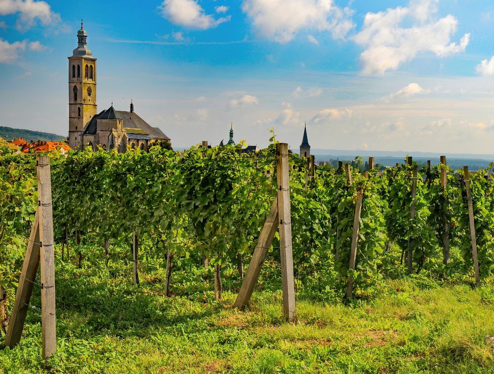 Kutná Hora Vineyard