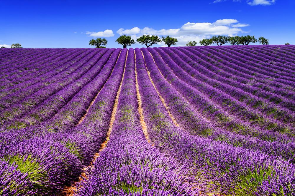 Lavender Field near Sault, France