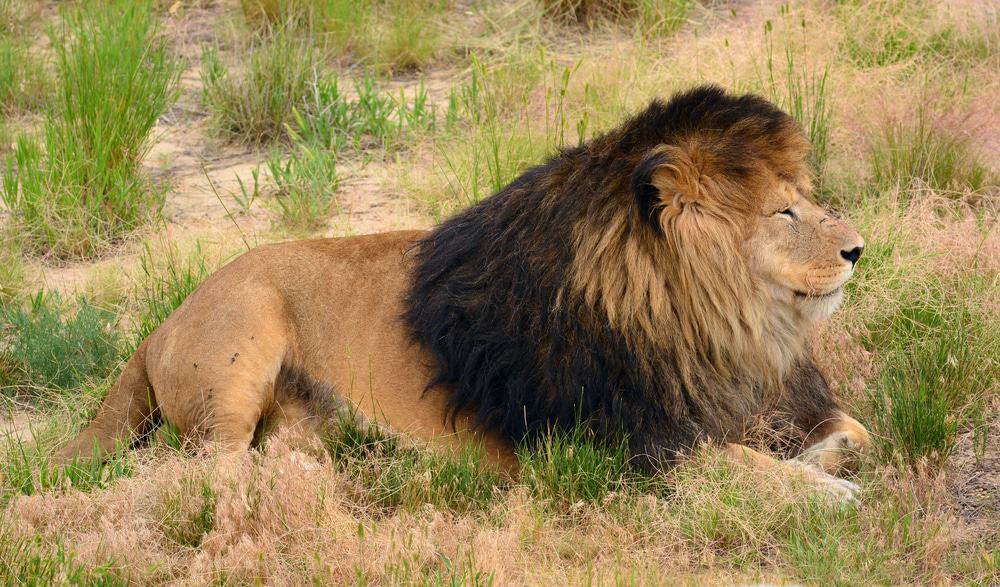 Wild Animal Sanctuary, Keenesburg