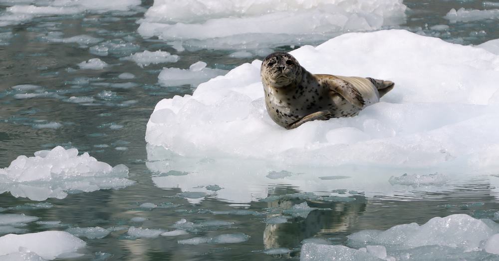 Baby Seal in Kenai Fjords National Park