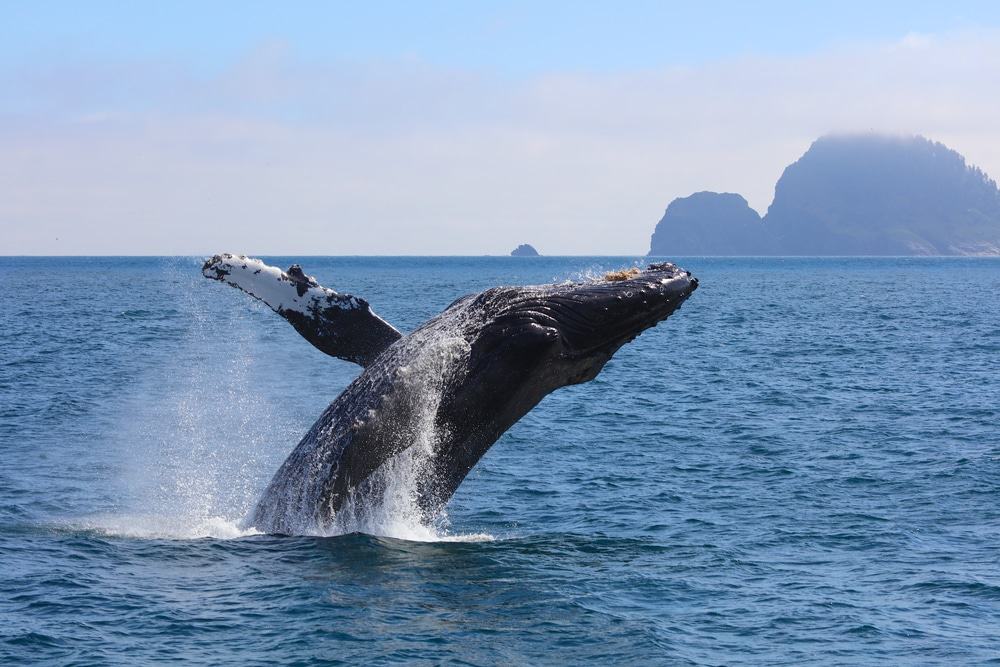 Humpback Whale, Kenai Fjords National Park