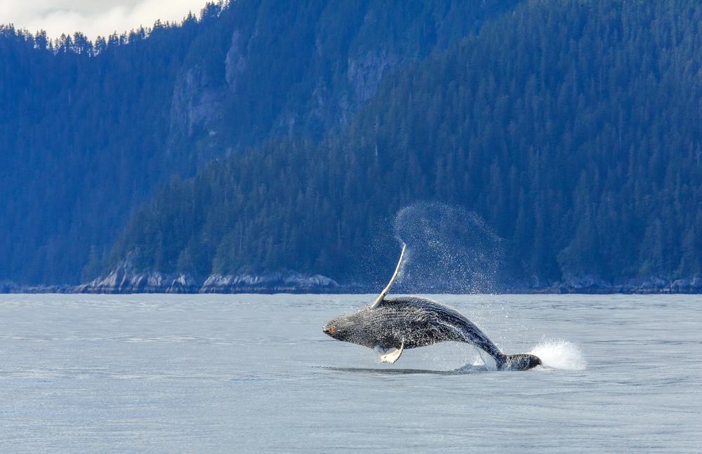 Kenai Fjords Whale Watching