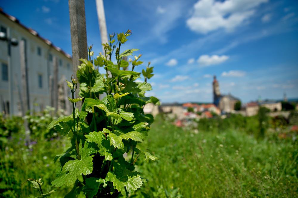 Kutná Hora Winery Tour