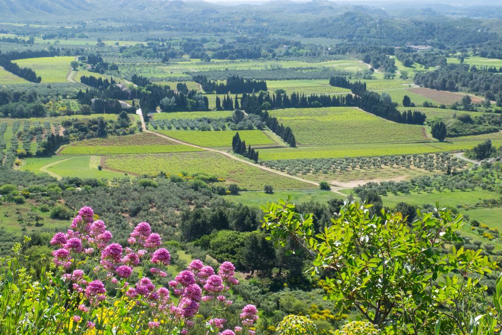 Olive Groves and Vineyards, Les Baux-de-Provence