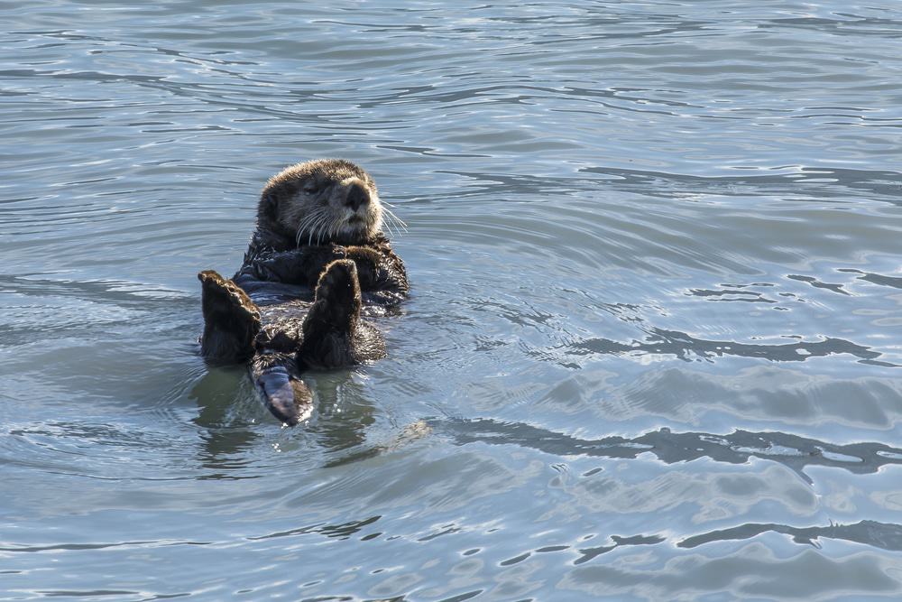 Sea Otter, Kenai Fjords
