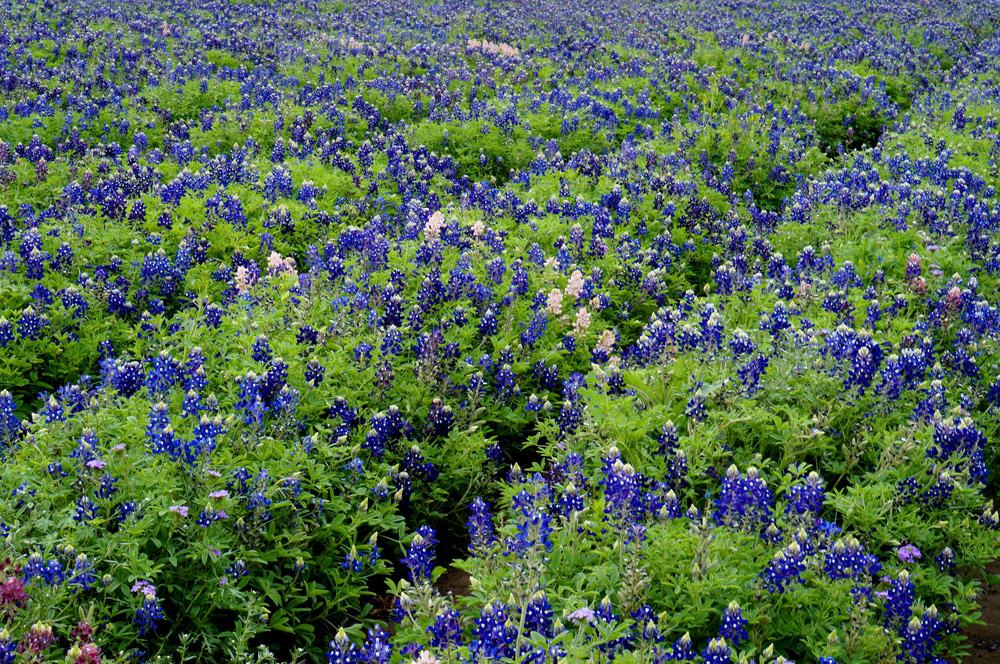 Lady Bird Johnson Wildflower Center
