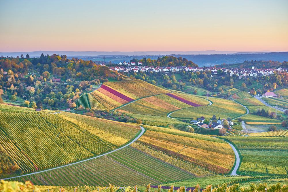 Vineyards in Stuttgart