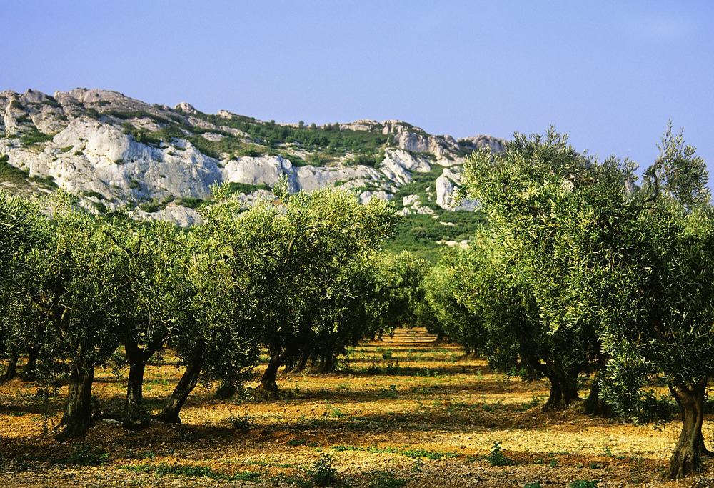 Alpilles Natural Preserve