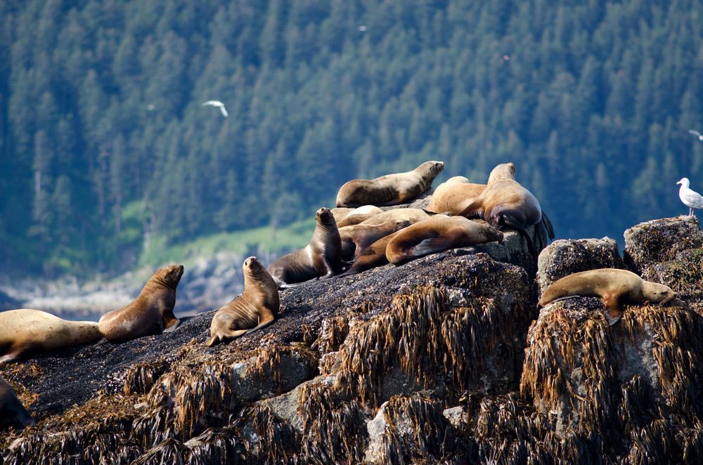 Sea Lions, Kenai Fjords