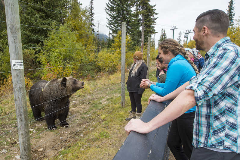Grizzly Bear Refuge Tour