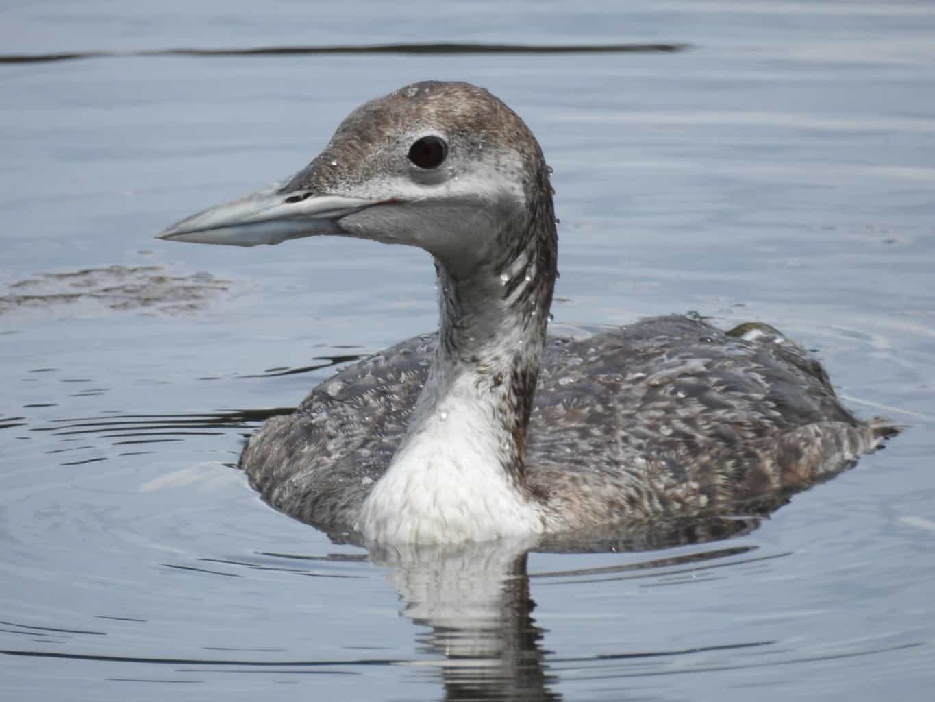 Camp Robinson Wildlife Management Area