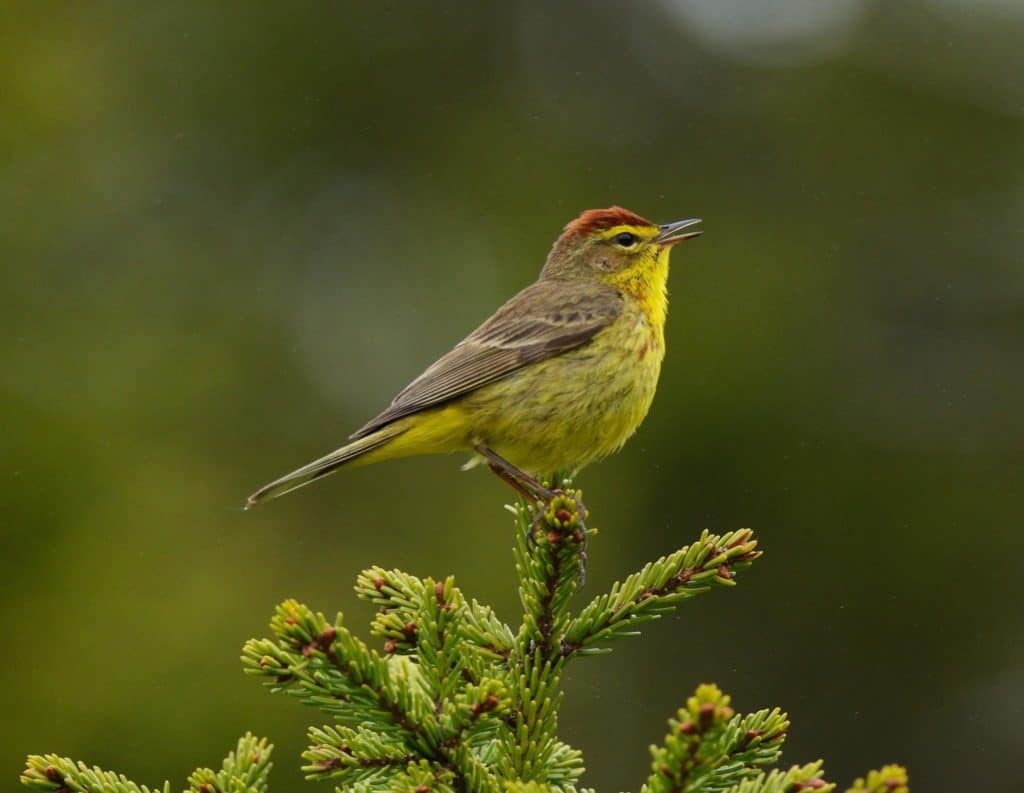 Moosehorn National Wildlife Refuge