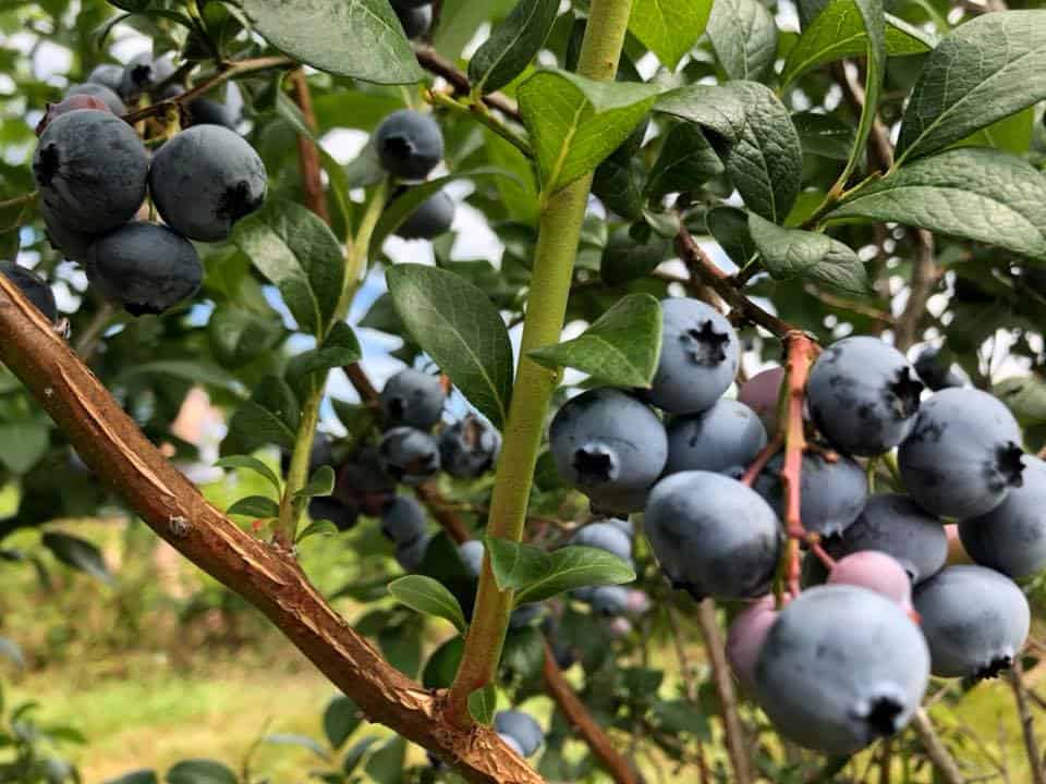 Orchard Ridge Farm