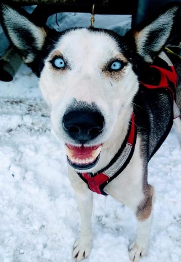 Ultimate Dog Sledding Experience